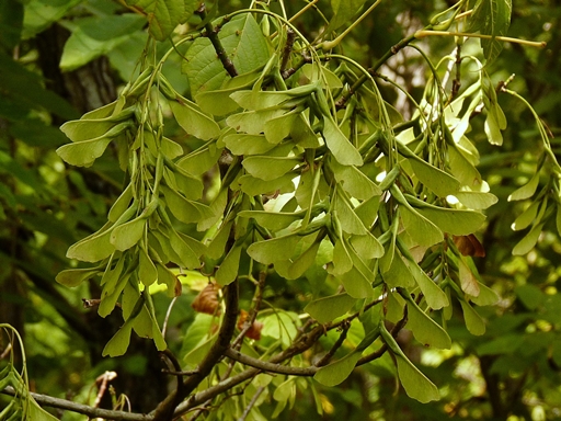 {Acer negundo}